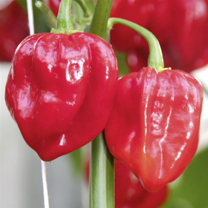 Habanero Chili 'Calita® Red'