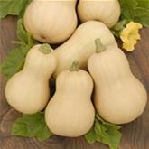 Butternut-Kürbis 'Pilgrim' F1