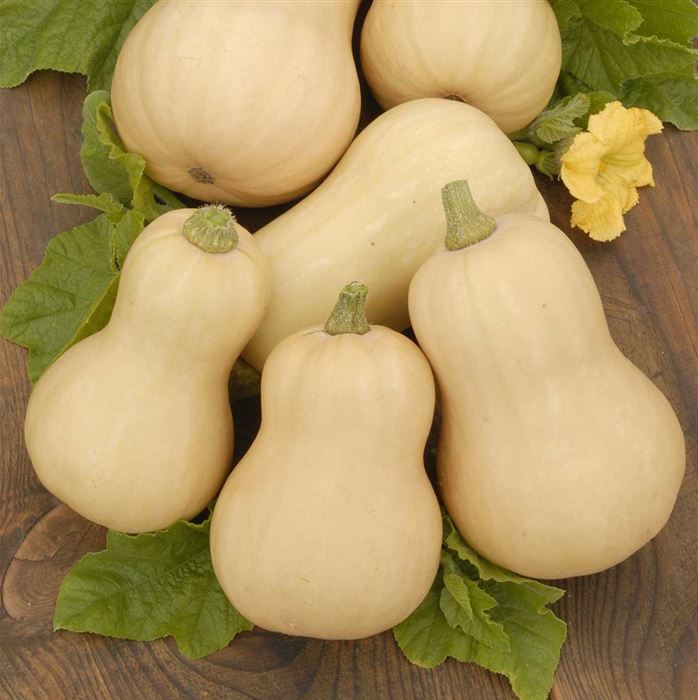 Butternut-Kürbis 'Pilgrim' F1