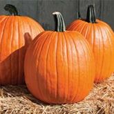 Halloween-Kürbis 'Cargo' F1