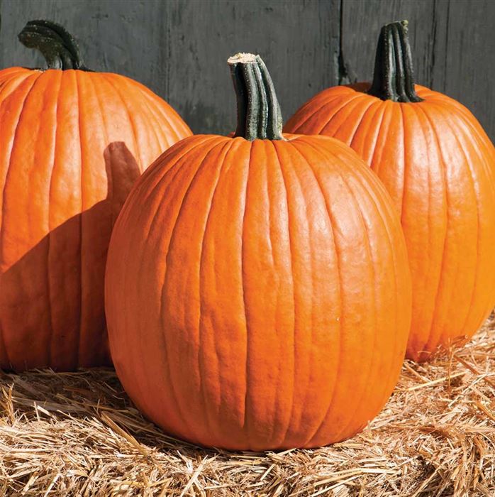 Halloween-Kürbis 'Cargo' F1