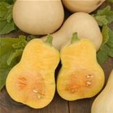 Butternut-Kürbis 'Pilgrim' F1