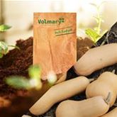 Butternut-Kürbis 'Pilgrim' F1