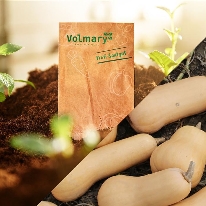 Butternut-Kürbis 'Pilgrim' F1