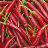 Cayenne-Peperoni Vectura® 'Red', F1 (Fireflame)