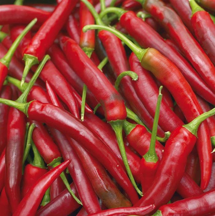 Cayenne-Peperoni Vectura® 'Red', F1 (Fireflame)
