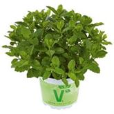 Marokkanische-Minze 'Marokko'