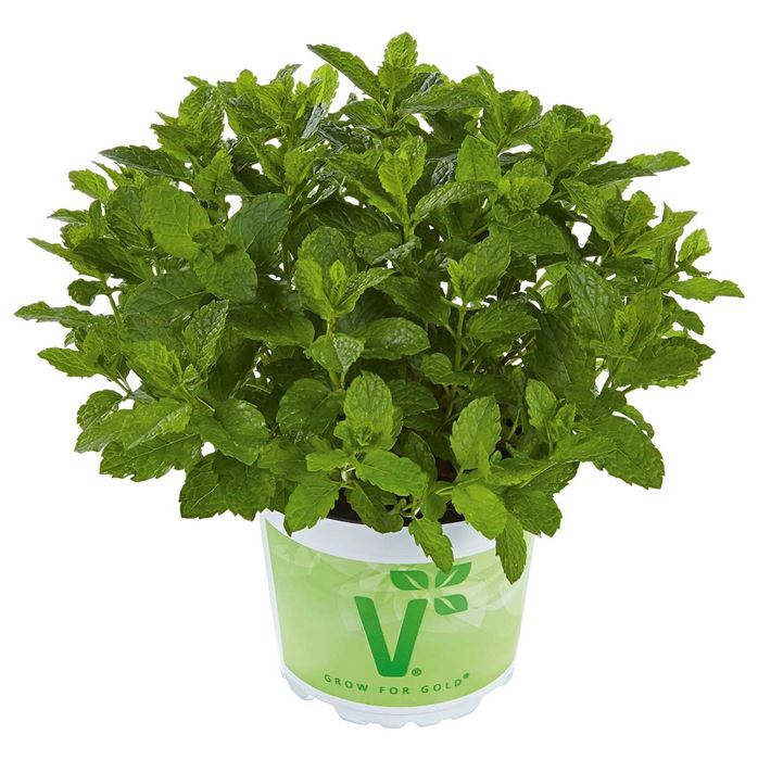 Marokkanische-Minze 'Marokko'