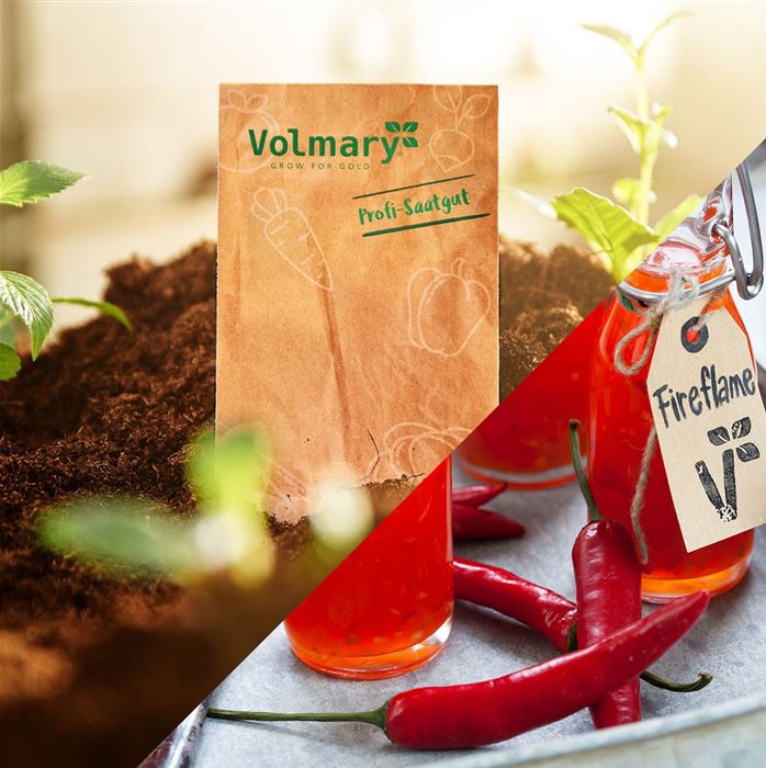 Cayenne-Peperoni Vectura® 'Red', F1 (Fireflame)