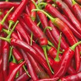 Cayenne-Peperoni Vectura® 'Red', F1 (Fireflame)