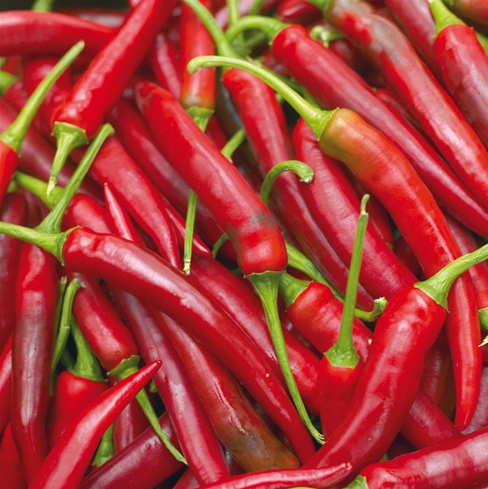 Cayenne-Peperoni Vectura® 'Red', F1 (Fireflame)