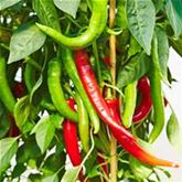 Cayenne-Peperoni Vectura® 'Red', F1 (Fireflame)