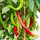 Blumen-Mischung 'Bee Happy'