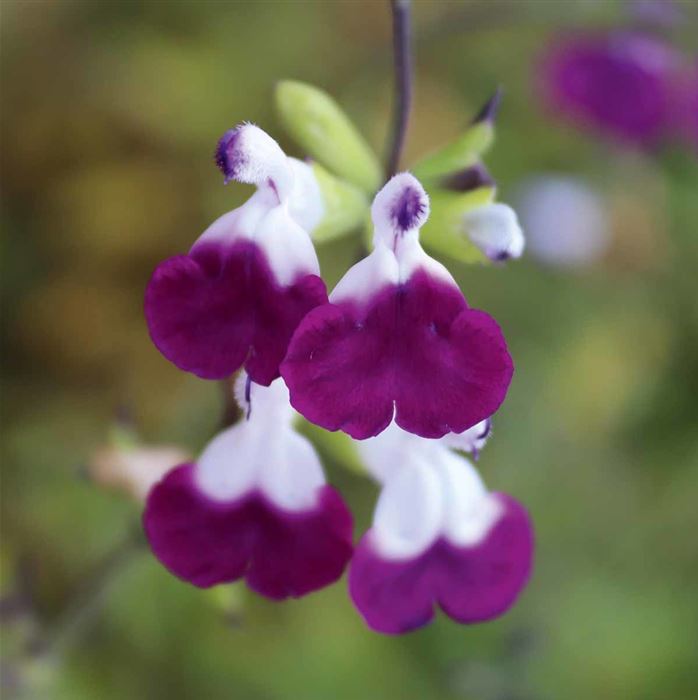 Salbei 'Amethyst Lips'