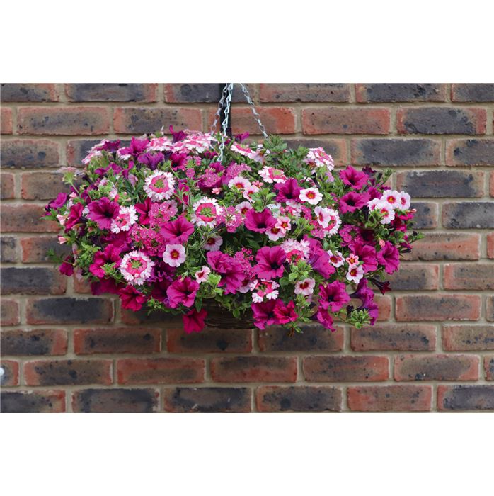 Hänge-Ampel-Mix 'Rosa-Pink'