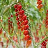 Cherry-Tomate 'Delisher', veredelt