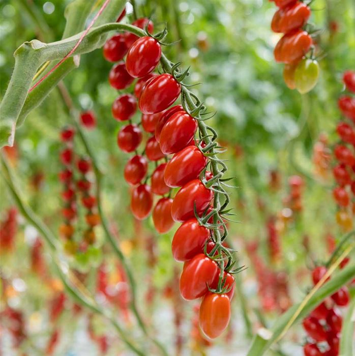 Cherry-Tomate 'Delisher', veredelt