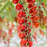 Cherry-Tomate 'Delisher', veredelt