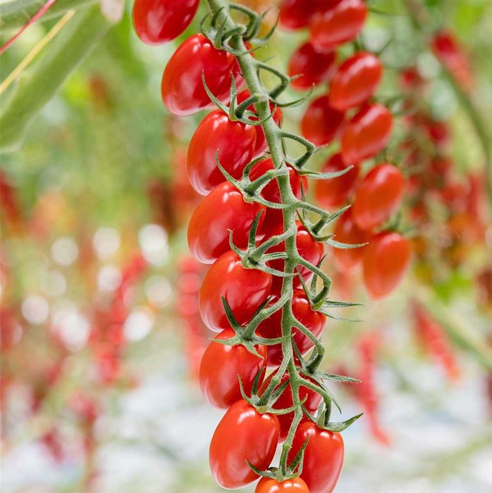 Cherry-Tomate 'Delisher', veredelt