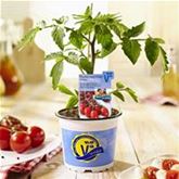 Cherry-Tomate 'Delisher', veredelt