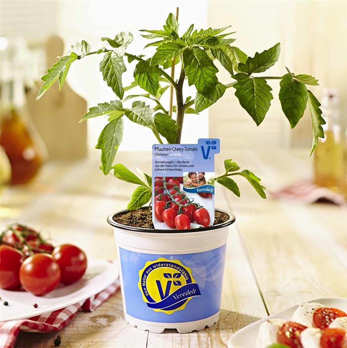 Cherry-Tomate 'Delisher', veredelt
