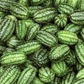 Mexikanische Minigurke 'Green Marble' F1