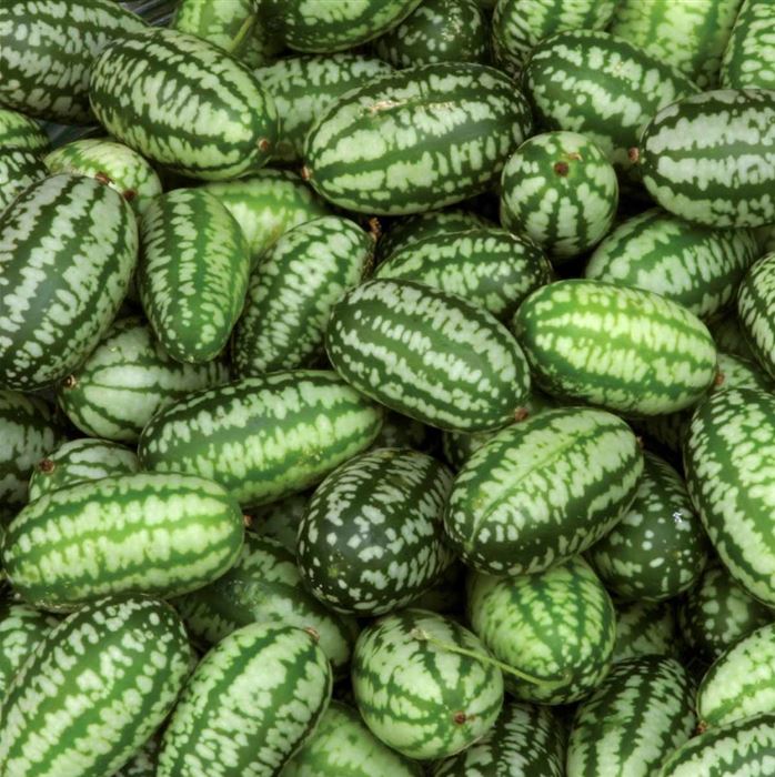 Mexikanische Minigurke 'Green Marble' F1