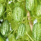 Mexikanische Minigurke 'Green Marble' F1