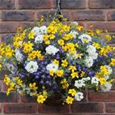 Hänge-Ampel-Mix 'Sherbert Lemon'