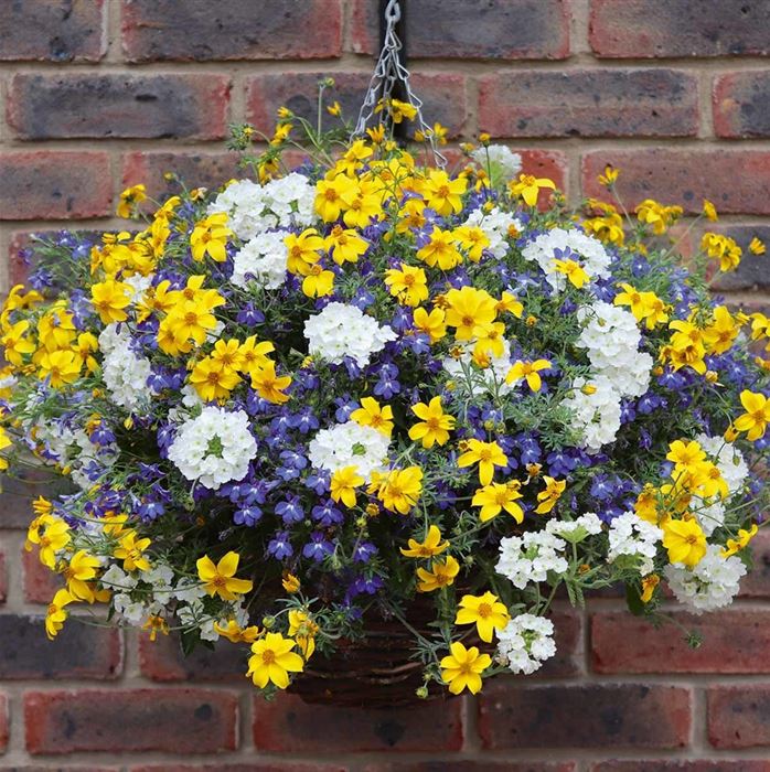 Hänge-Ampel-Mix 'Sherbert Lemon'