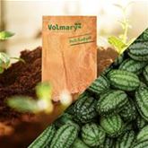 Mexikanische Minigurke 'Green Marble' F1