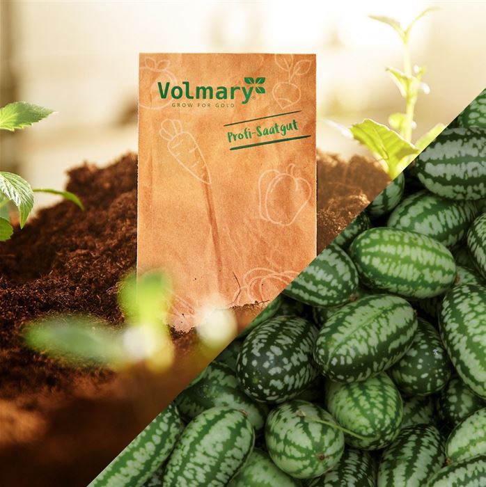 Mexikanische Minigurke 'Green Marble' F1