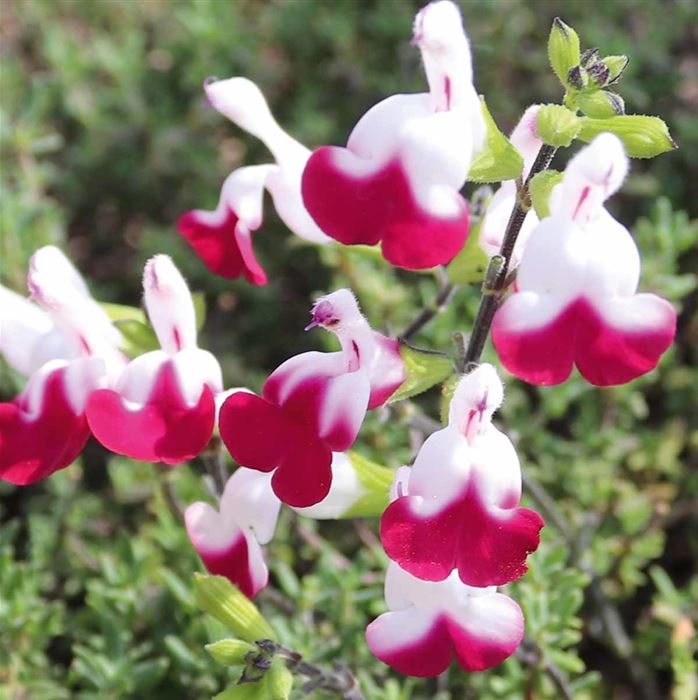 Salbei 'Cherry Lips'