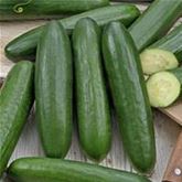 Midi-Schlangengurke 'Melva®' (Midios) F1