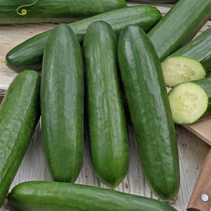 Midi-Schlangengurke 'Melva®' (Midios) F1