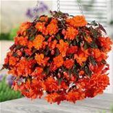 Hängebegonie 'Belina® Orange'