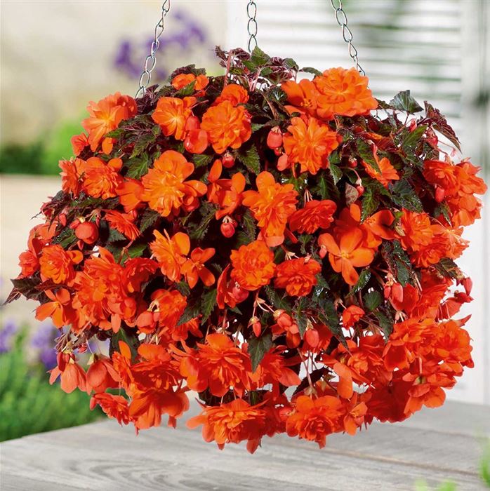 Hängebegonie 'Belina® Orange'