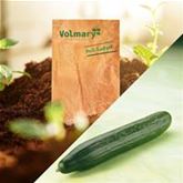 Midi-Schlangengurke 'Melva®' (Midios) F1