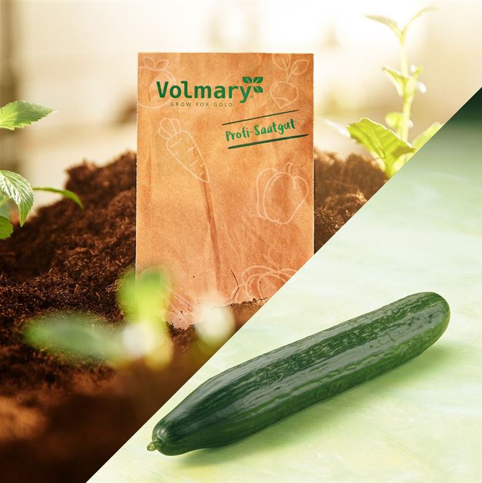 Midi-Schlangengurke 'Melva®' (Midios) F1