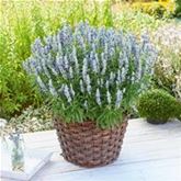 Salbei 'Farina® Bicolor Blue'