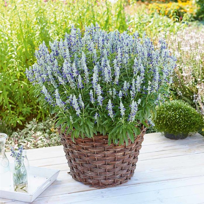 Salbei 'Farina® Bicolor Blue'