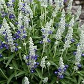 Salbei 'Farina® Bicolor Blue'