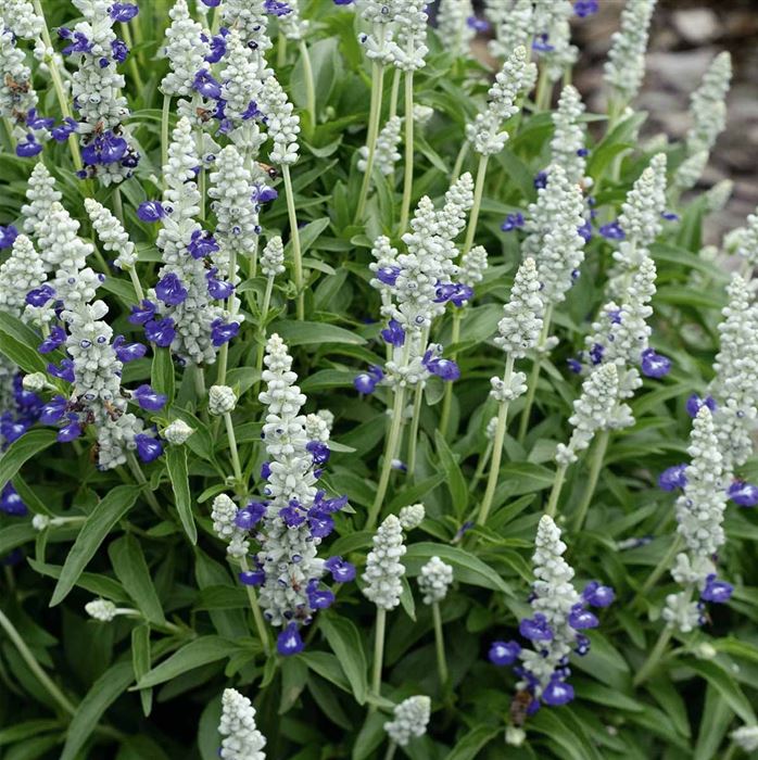 Salbei 'Farina® Bicolor Blue'