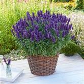Salbei 'Farina® Violet' Salbei 'Farina® Violet'