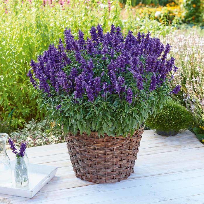 Salbei 'Farina® Violet' Salbei 'Farina® Violet'