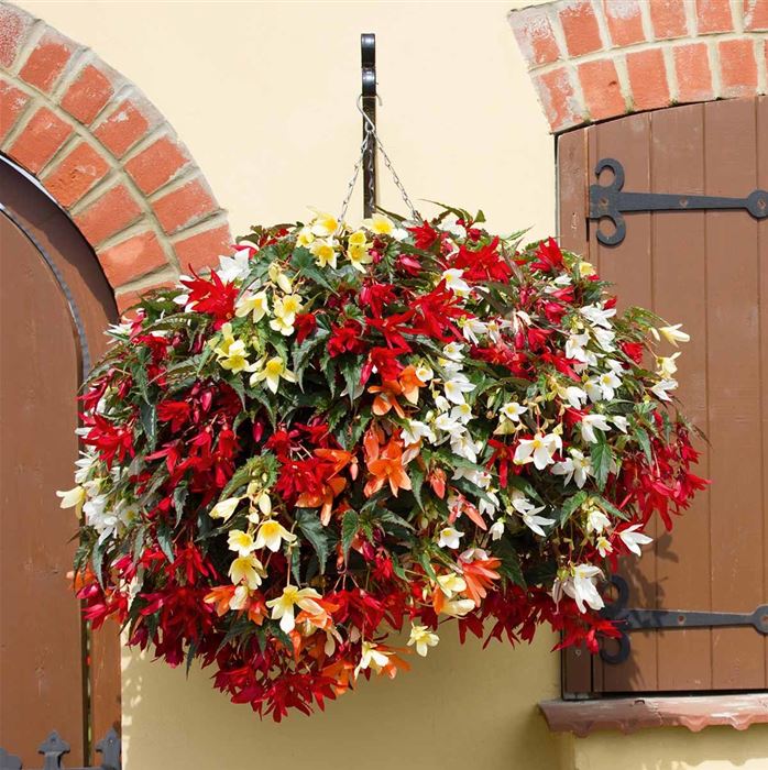 Hänge-Begonie 'Bellavista® Mix'