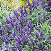 Salbei 'Farina® Violet' Salbei 'Farina® Violet'