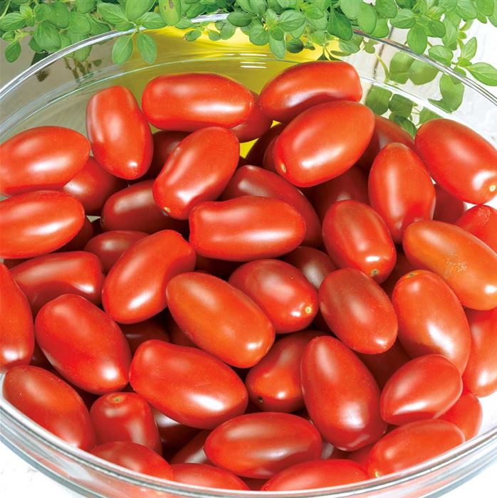 Mini San-Marzano-Tomate 'Caprese' F1, veredelt