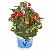 Mini-Herztomate 'Romantiko' F1