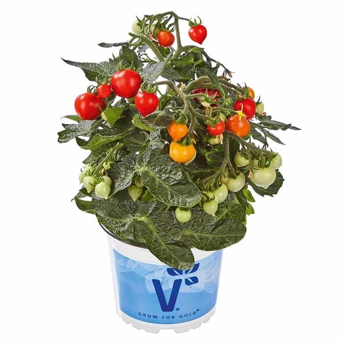 Mini-Herztomate 'Romantiko' F1